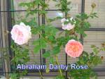 Abraham Darby English Rose - November - 2008