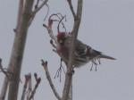 Common Redpoll