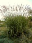 Miscanthus sinensis