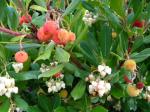 Arbutus unedo/Strawberry Tree