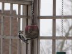 Downy Woodpecker