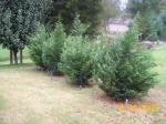 Leyland Cypress