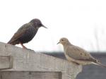 Starling & Mourning Dove