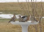 Mourning Doves