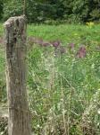 fence posts had a lot of character