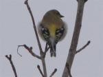 American Goldfinch