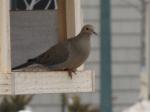 Mourning Dove