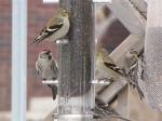 American goldfinch & Common Redpoll