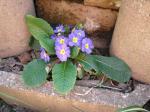 Purple Polyanthus