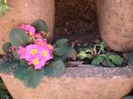Pink Polyanthus