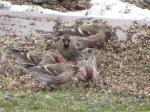 Common Redpoll