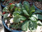 Red and White Polyanthus