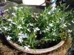 White Lobelia
