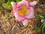 Ballerina Beautiful Daylily - August - 2008