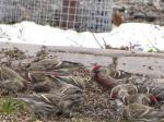 Common Redpoll