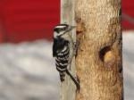 Downy Woodpecker