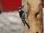 Downy Woodpecker