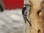 Downy Woodpecker