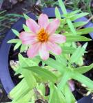 Apricot Profusion  Zinnia