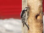 Downy Woodpecker