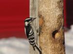 Downy Woodpecker