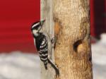 Downy Woodpecker