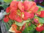 Calceolaria