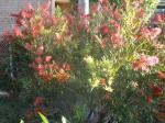 Grevillia