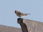 Common Redpoll