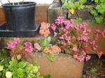 Kalanchoe Deep Pink and Orange