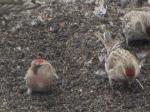 Common Redpoll