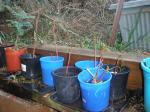 Native hibiscus cuttings