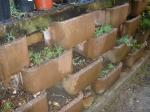 Pigface cuttings in rockery