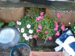 Dianthus in Rockery