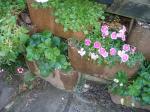 Rockery Plants including strawberries