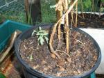 Black Russian  tomato seedling