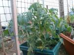 Tomato Plants