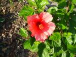 Tropical Red Hibiscus - 11-19-2008