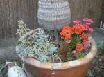 Kalanchoe planted at base of potted palm