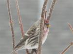 Common Redpoll