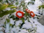 Snow flower and Sedum