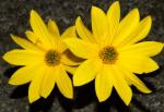 perennial sunflowers