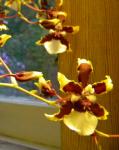 Oncidium hybrid orchid â€œSherry Babyâ€ 