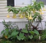 Burgmansias (Angel Trumpet)