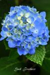 Endless summer hydrangea