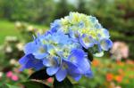 Endless summer hydrangea