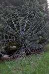 Spider webs on a misty morning