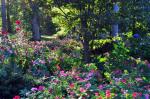 fall afternoon shadows in the garden