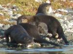 Otters