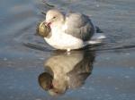 Gull, and oyster.